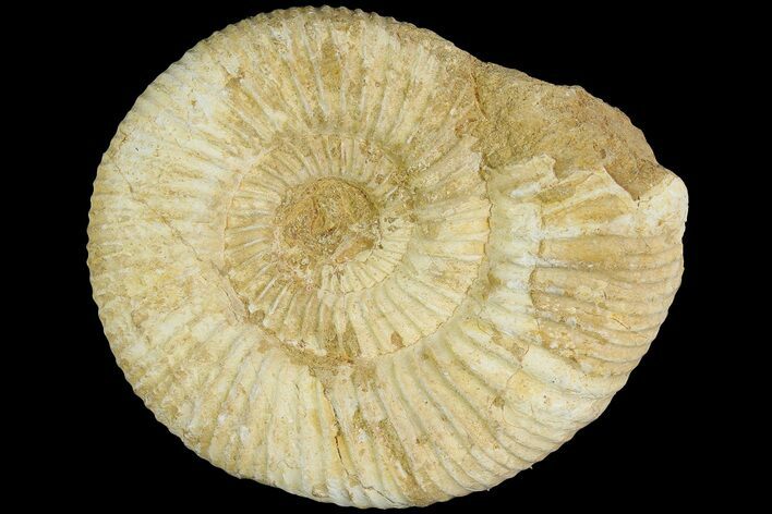 Jurassic Ammonite (Perisphinctes) Fossil - Madagascar #181993